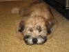 Wheaten puppy laying down